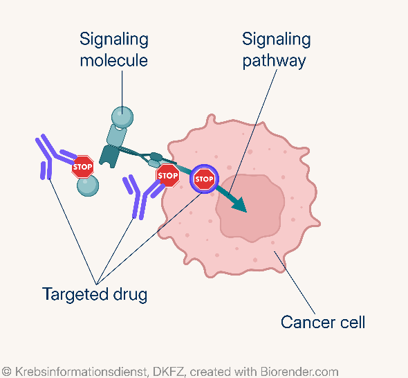 Schematic representation of a cancer cell and the mechanisms of targeted therapy